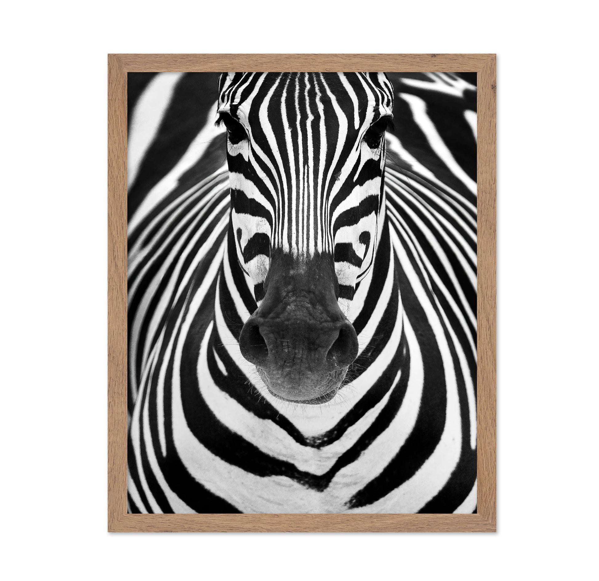 Zebra No 2