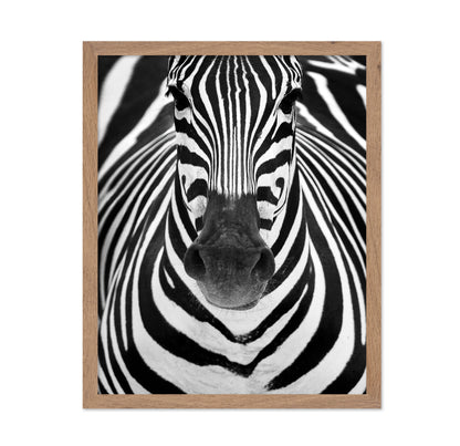 Zebra No 2