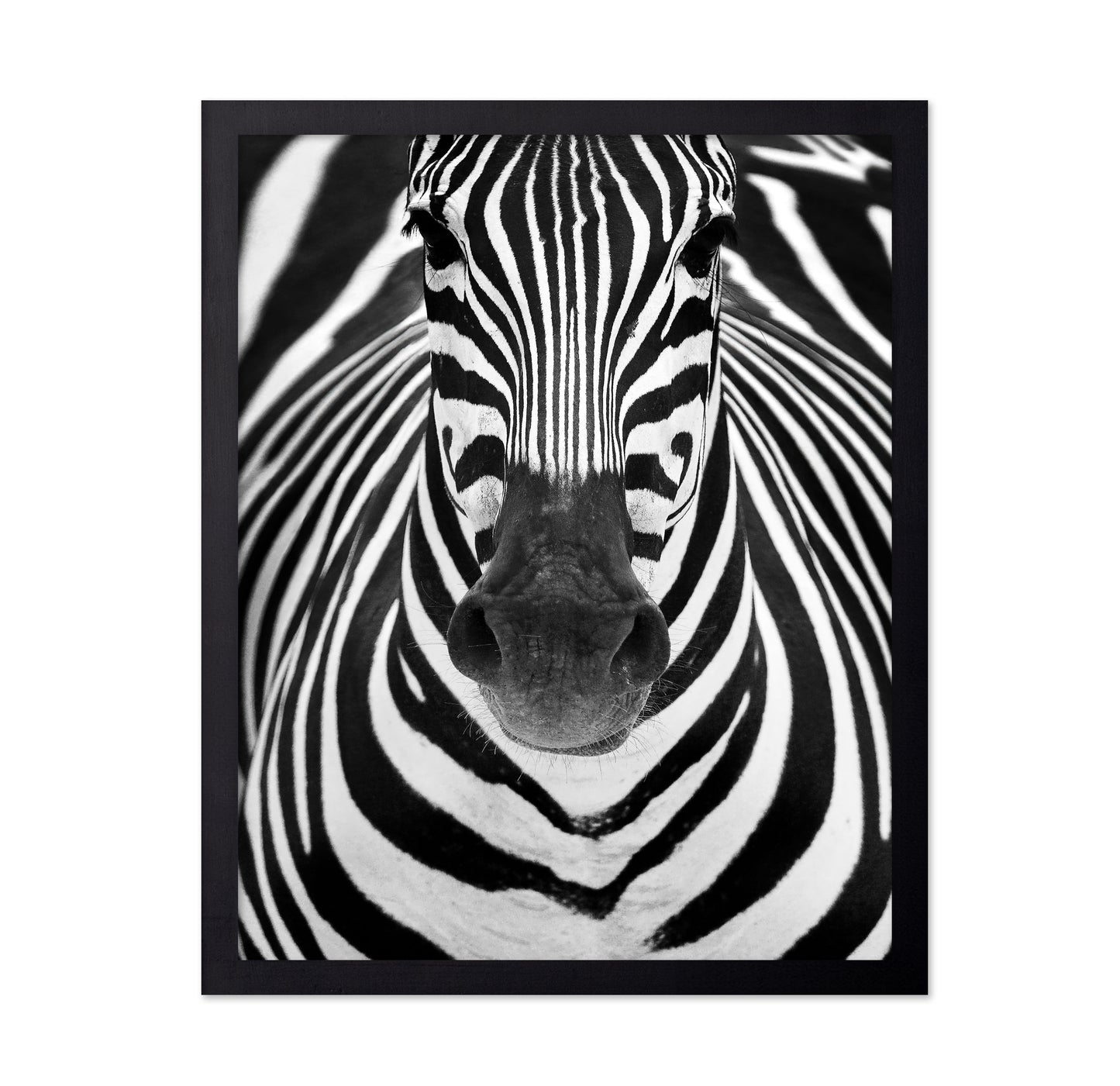 Zebra No 2