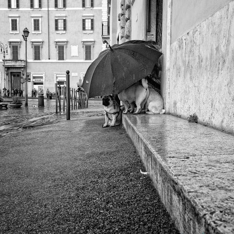 The Shelter