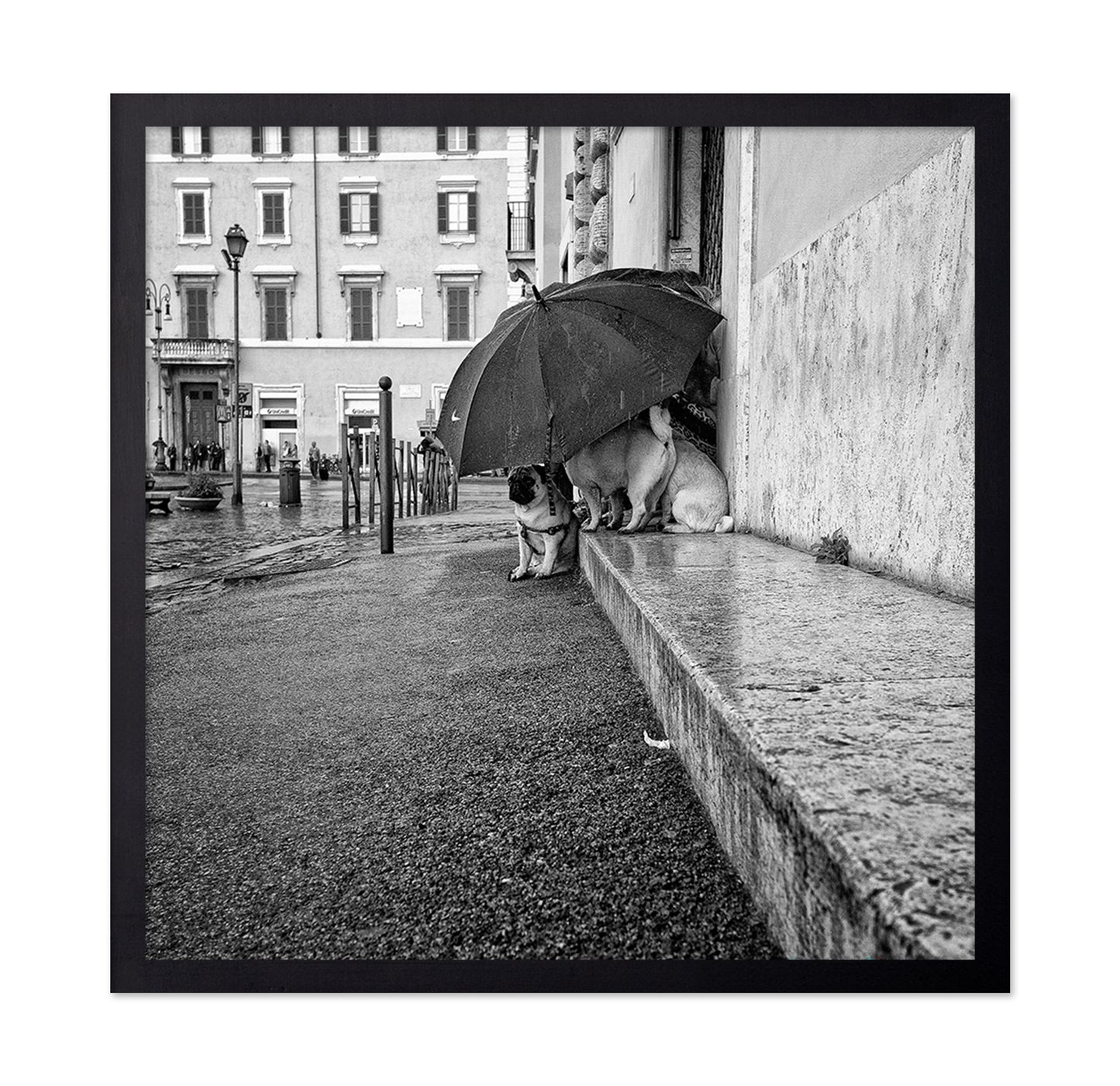 The Shelter