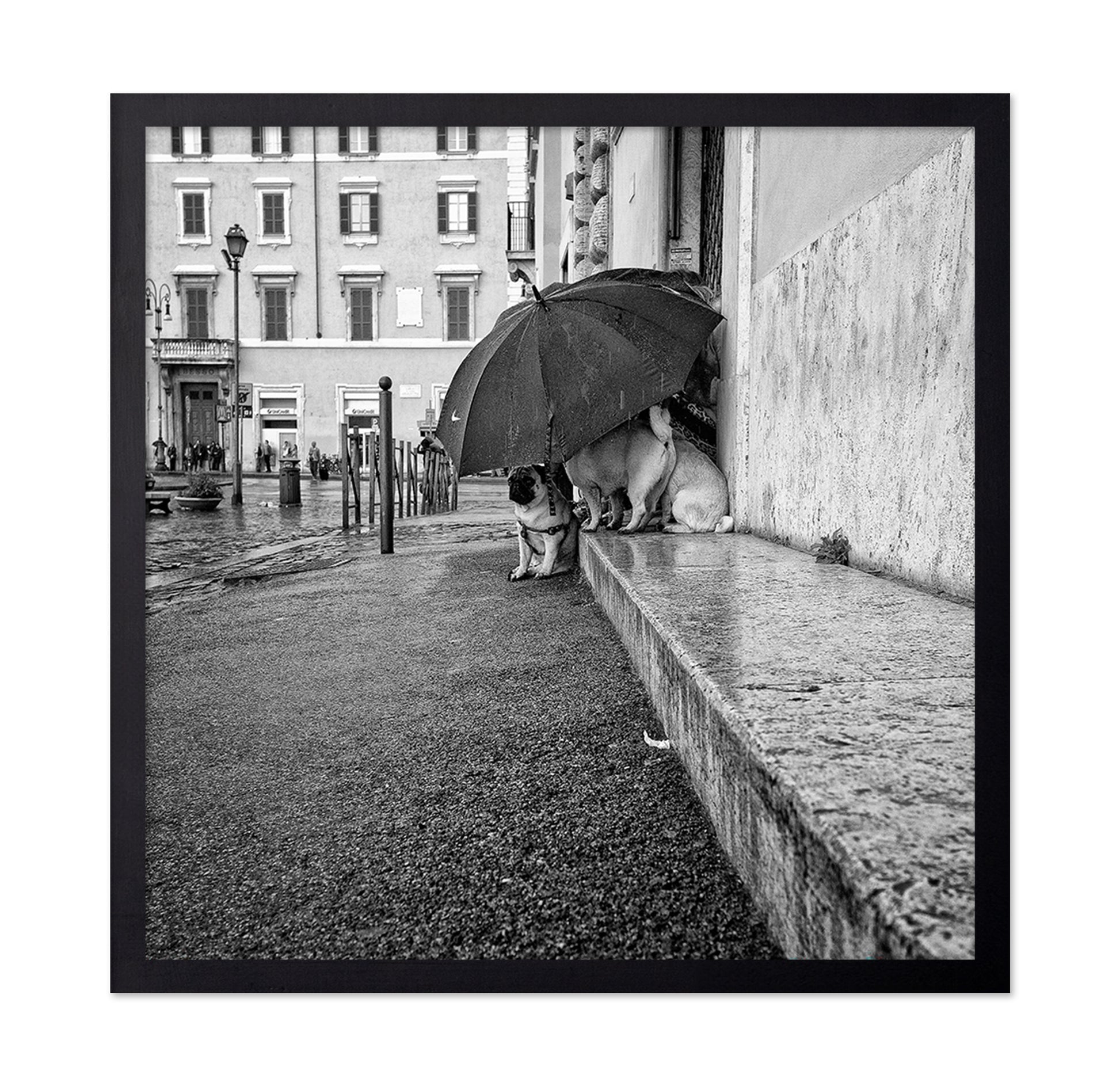 The Shelter
