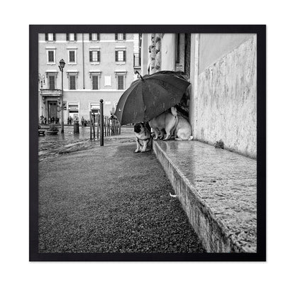 The Shelter