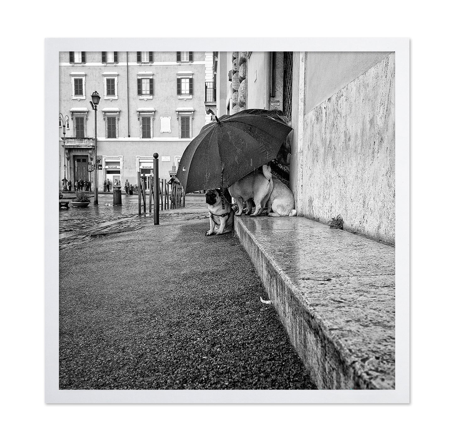The Shelter