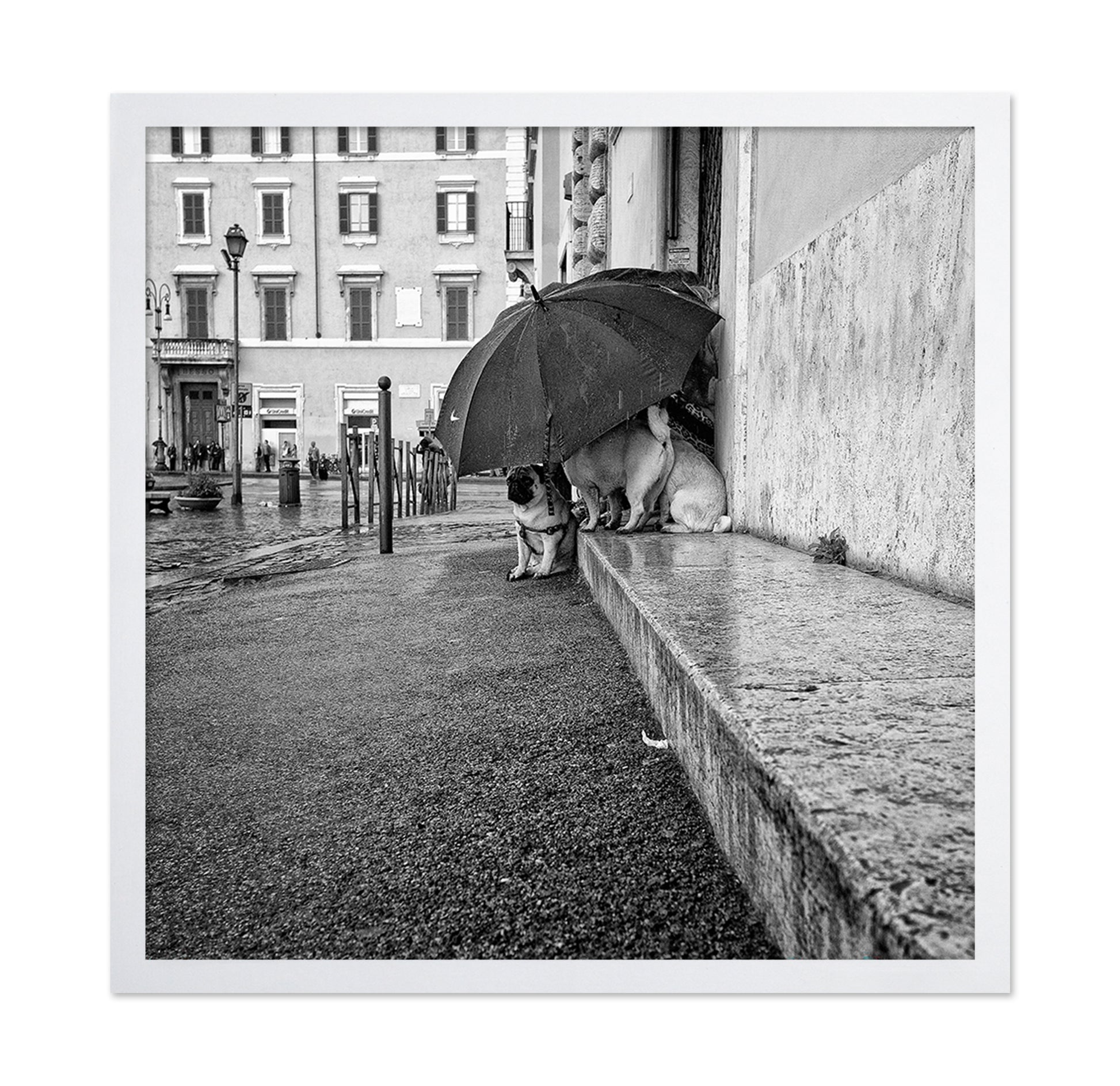 The Shelter