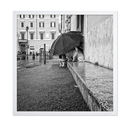 The Shelter
