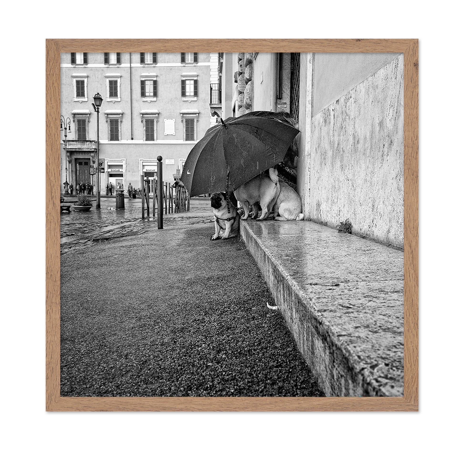 The Shelter