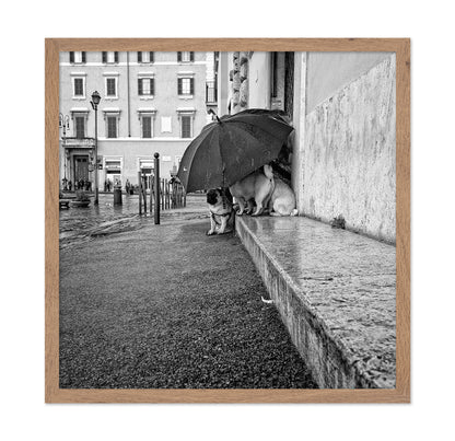 The Shelter