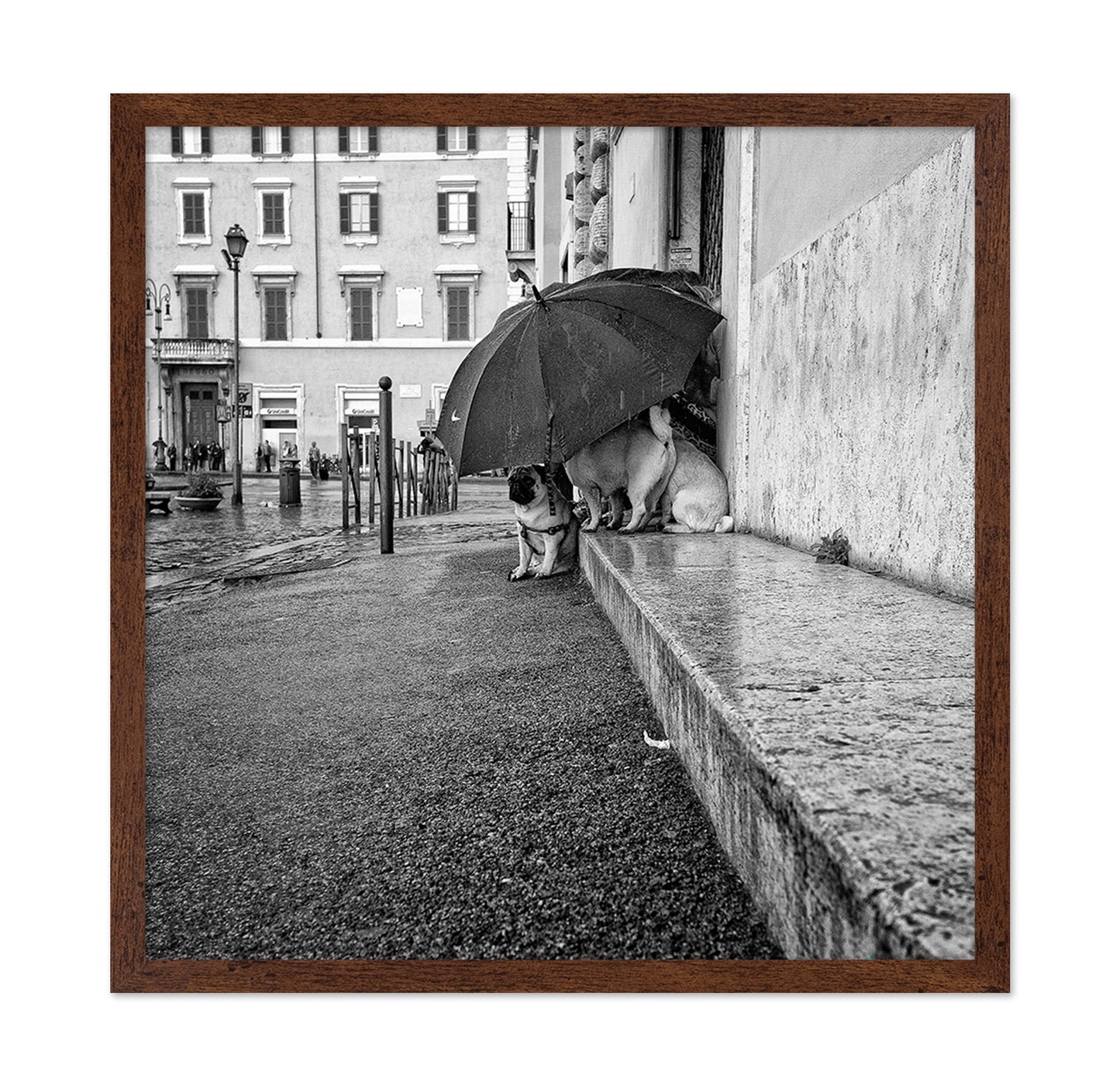 The Shelter