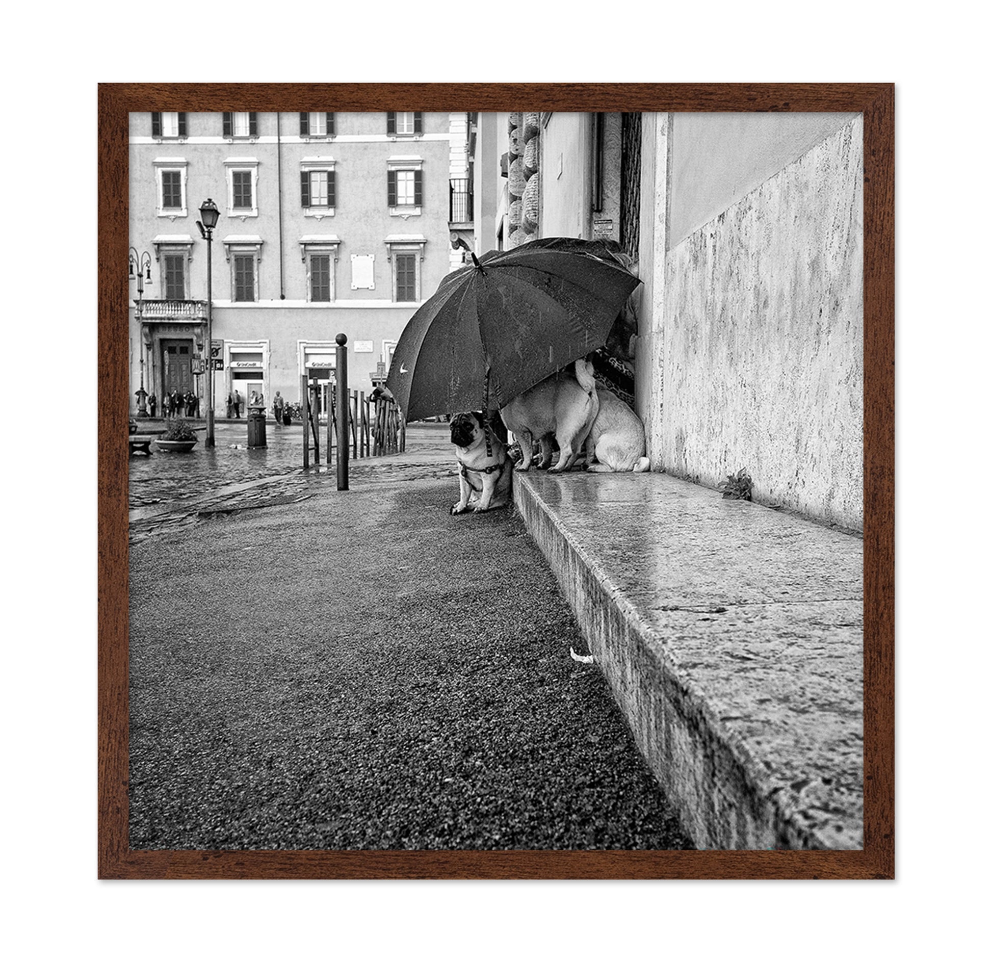 The Shelter