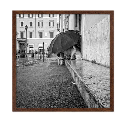 The Shelter