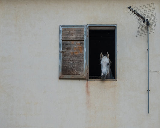 The Window