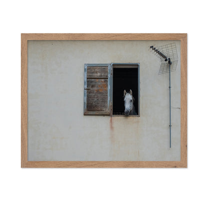 The Window