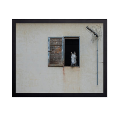 The Window