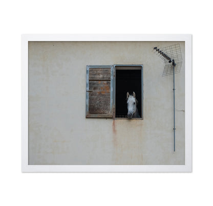 The Window