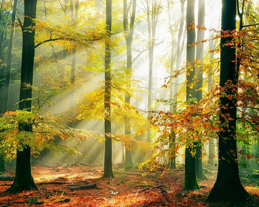 Forest Symphony