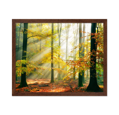 Forest Symphony