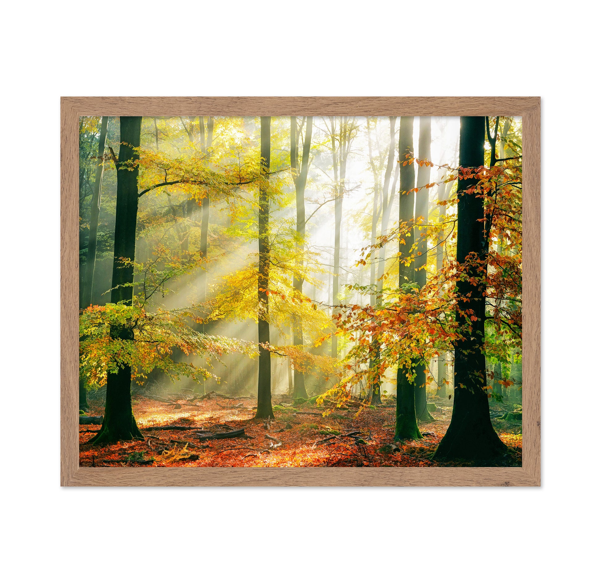 Forest Symphony
