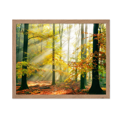 Forest Symphony