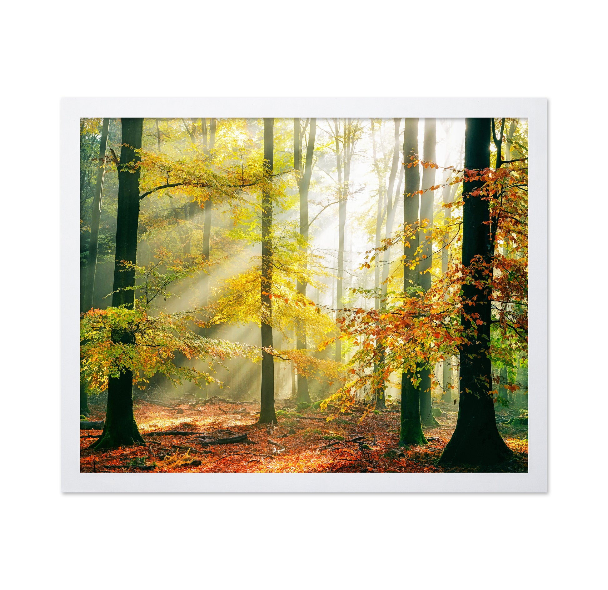Forest Symphony