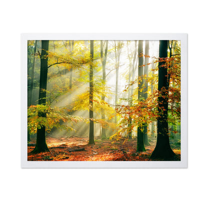 Forest Symphony