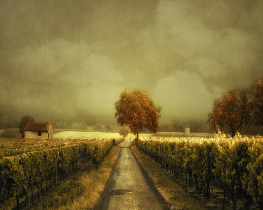 Through the Vineyard