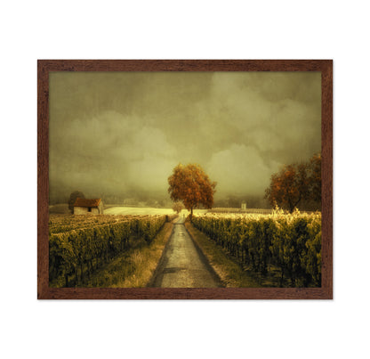 Through the Vineyard