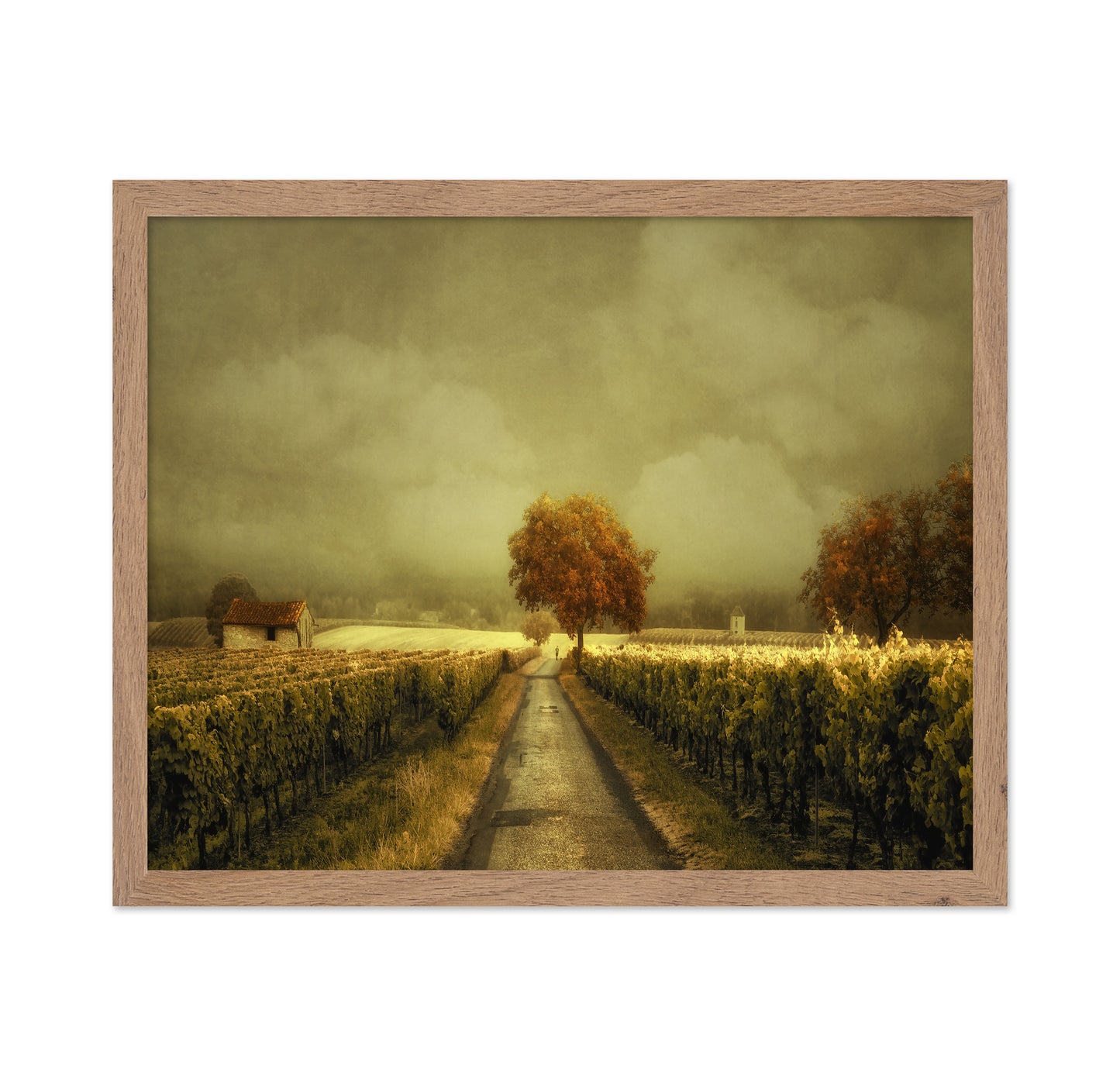 Through the Vineyard