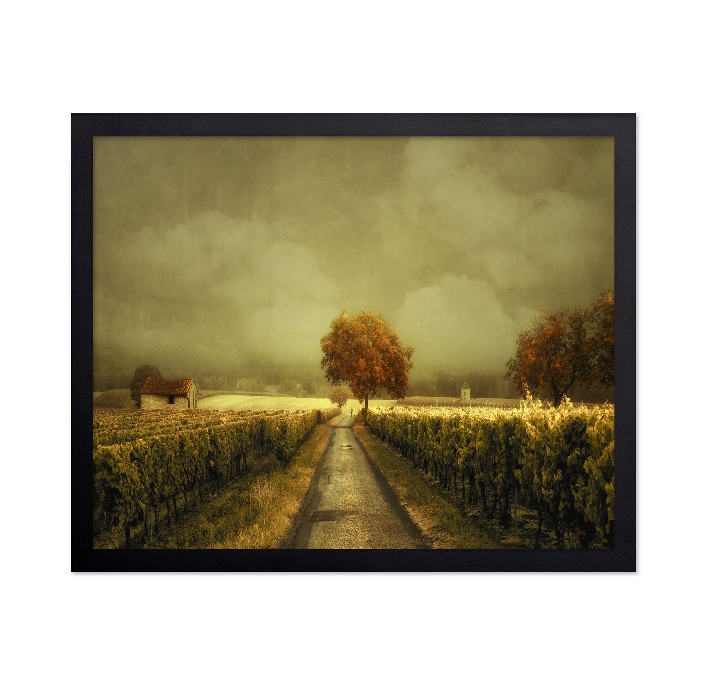 Through the Vineyard