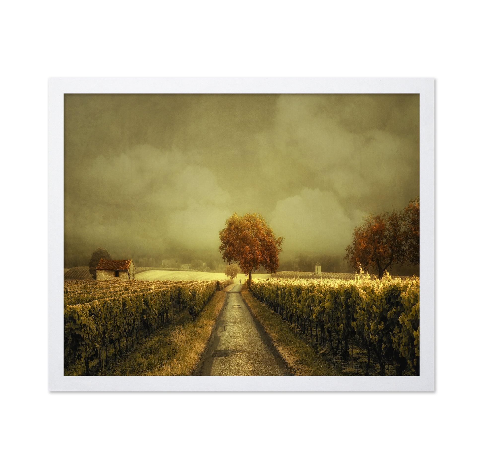 Through the Vineyard