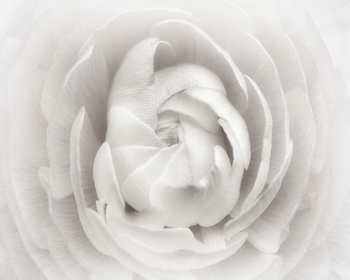 White Rannunculus