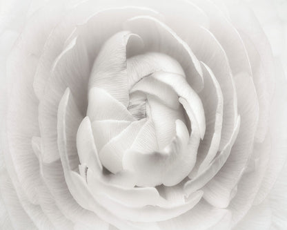 White Rannunculus