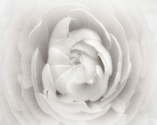 White Rannunculus