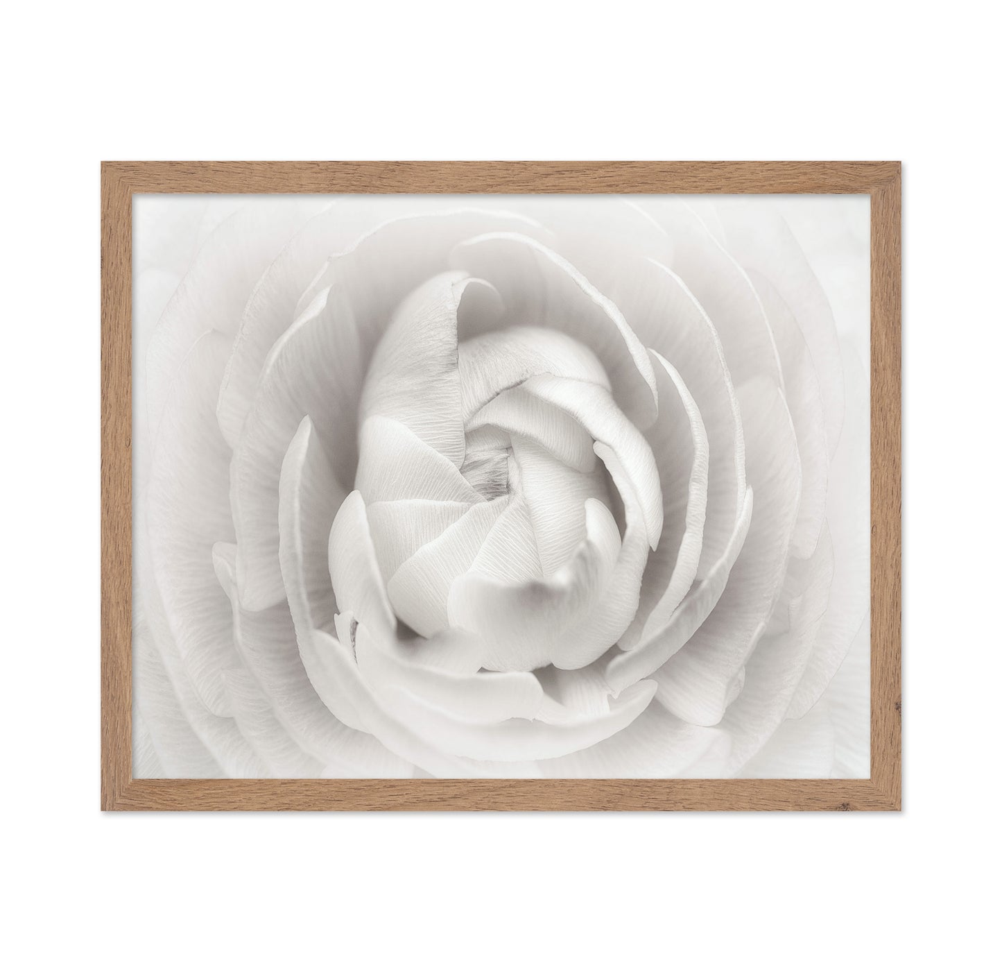 White Rannunculus