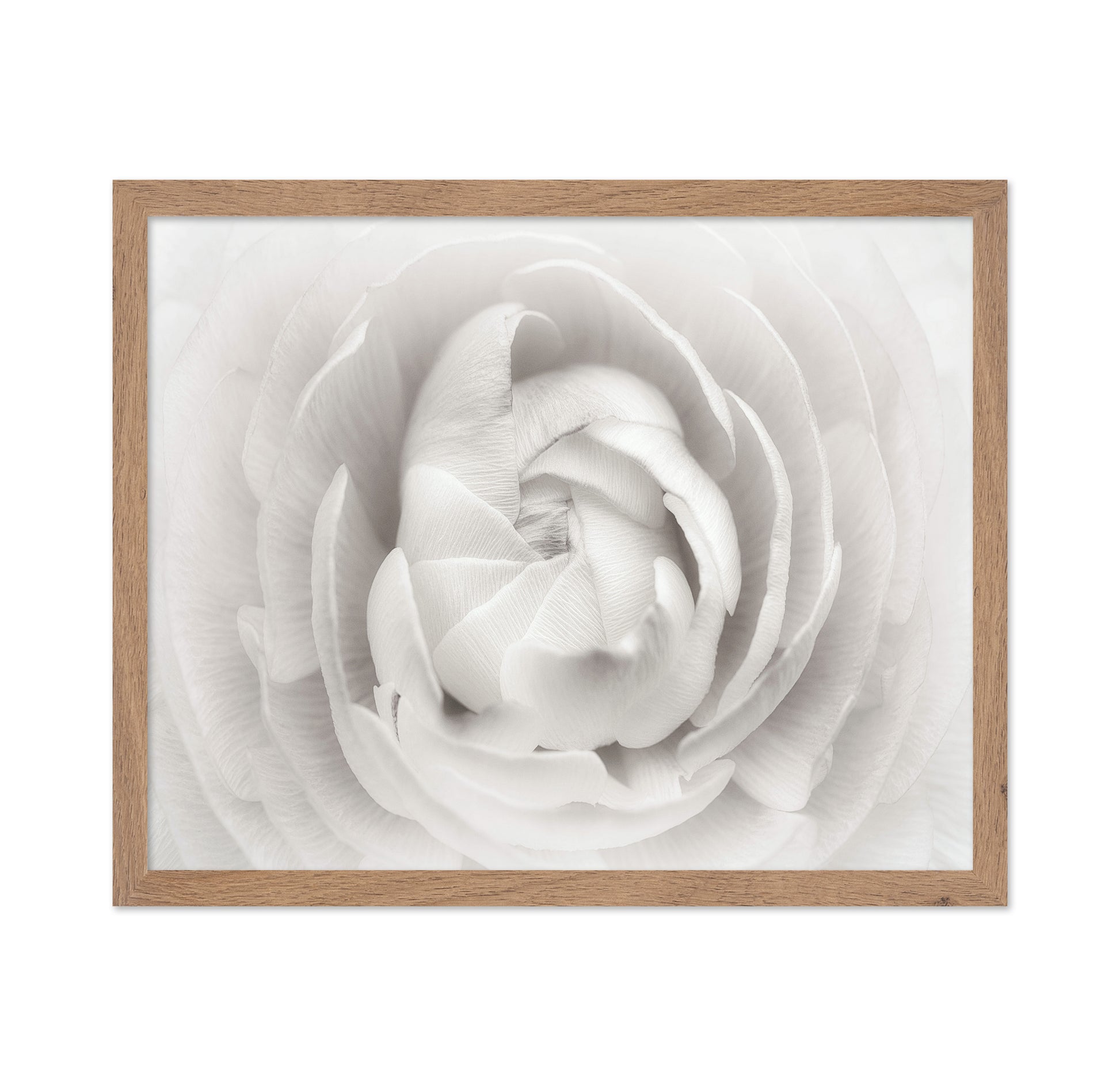 White Rannunculus