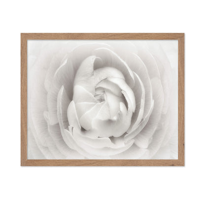 White Rannunculus