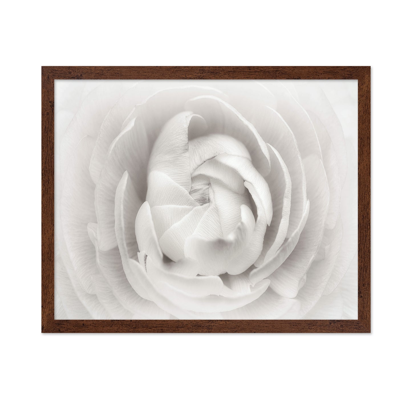 White Rannunculus