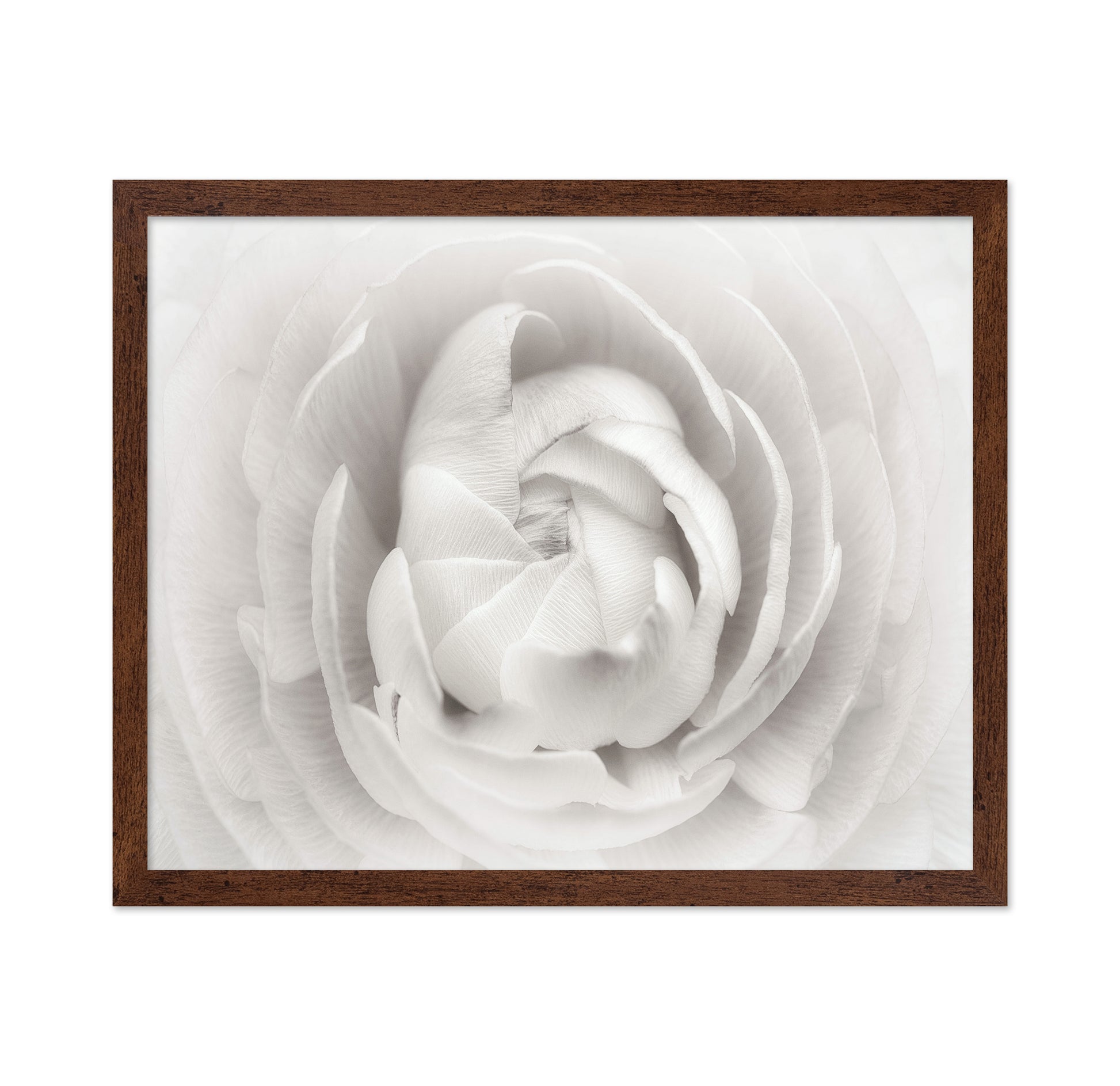 White Rannunculus