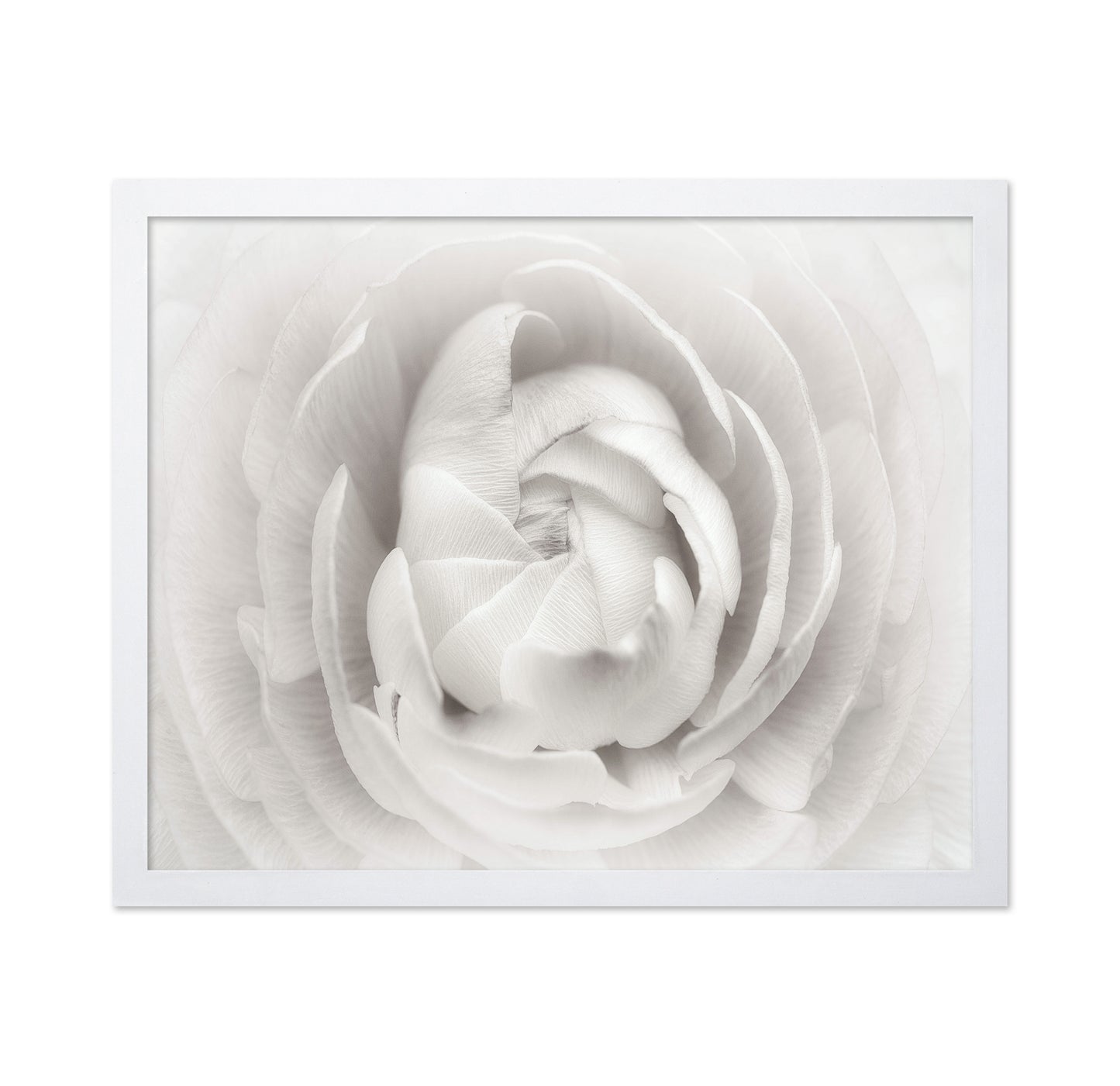 White Rannunculus