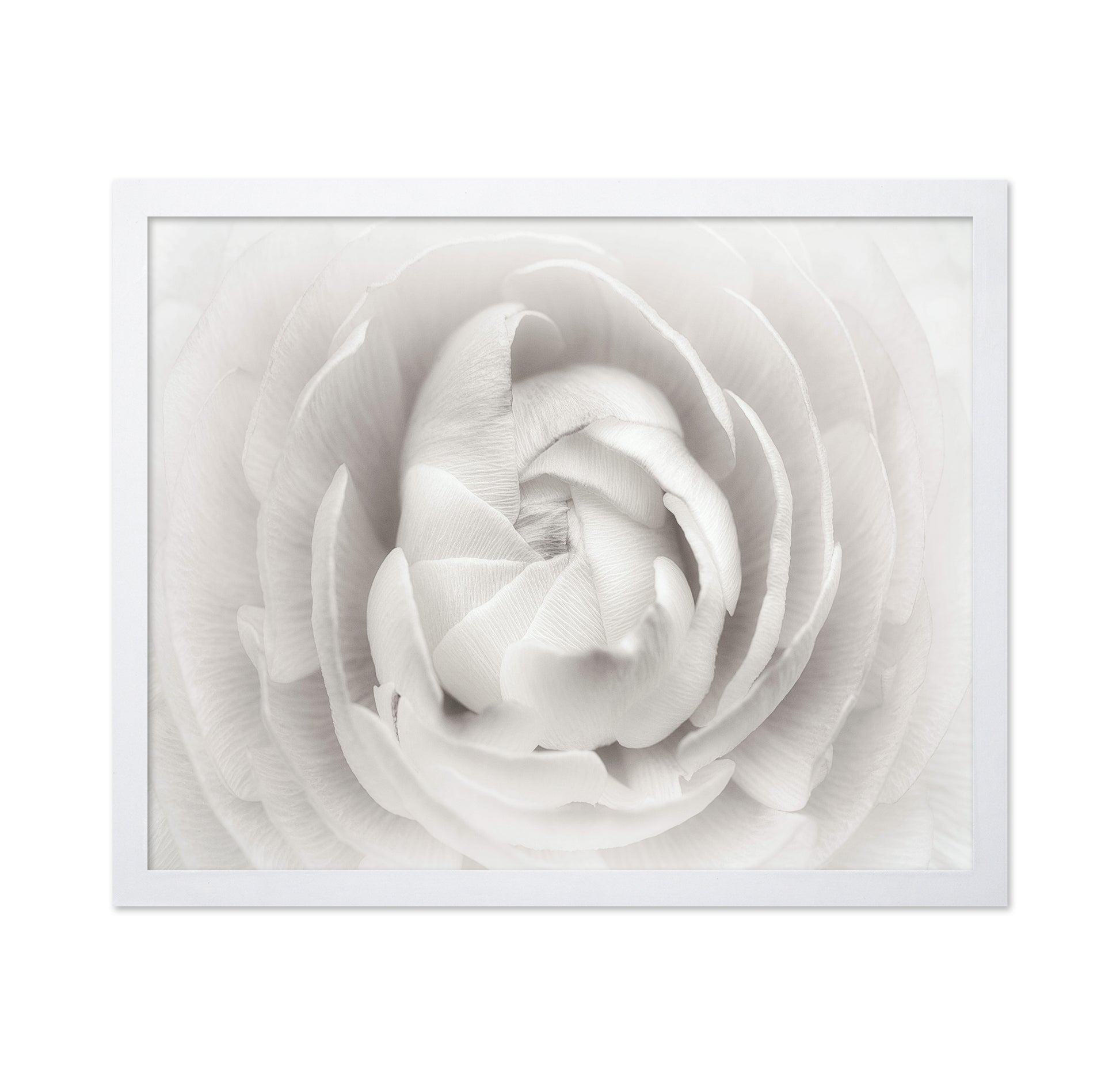 White Rannunculus