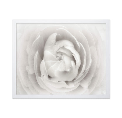 White Rannunculus