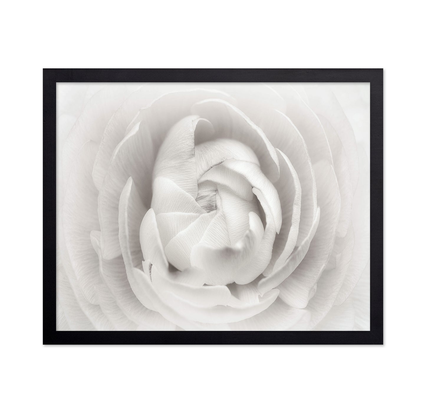White Rannunculus