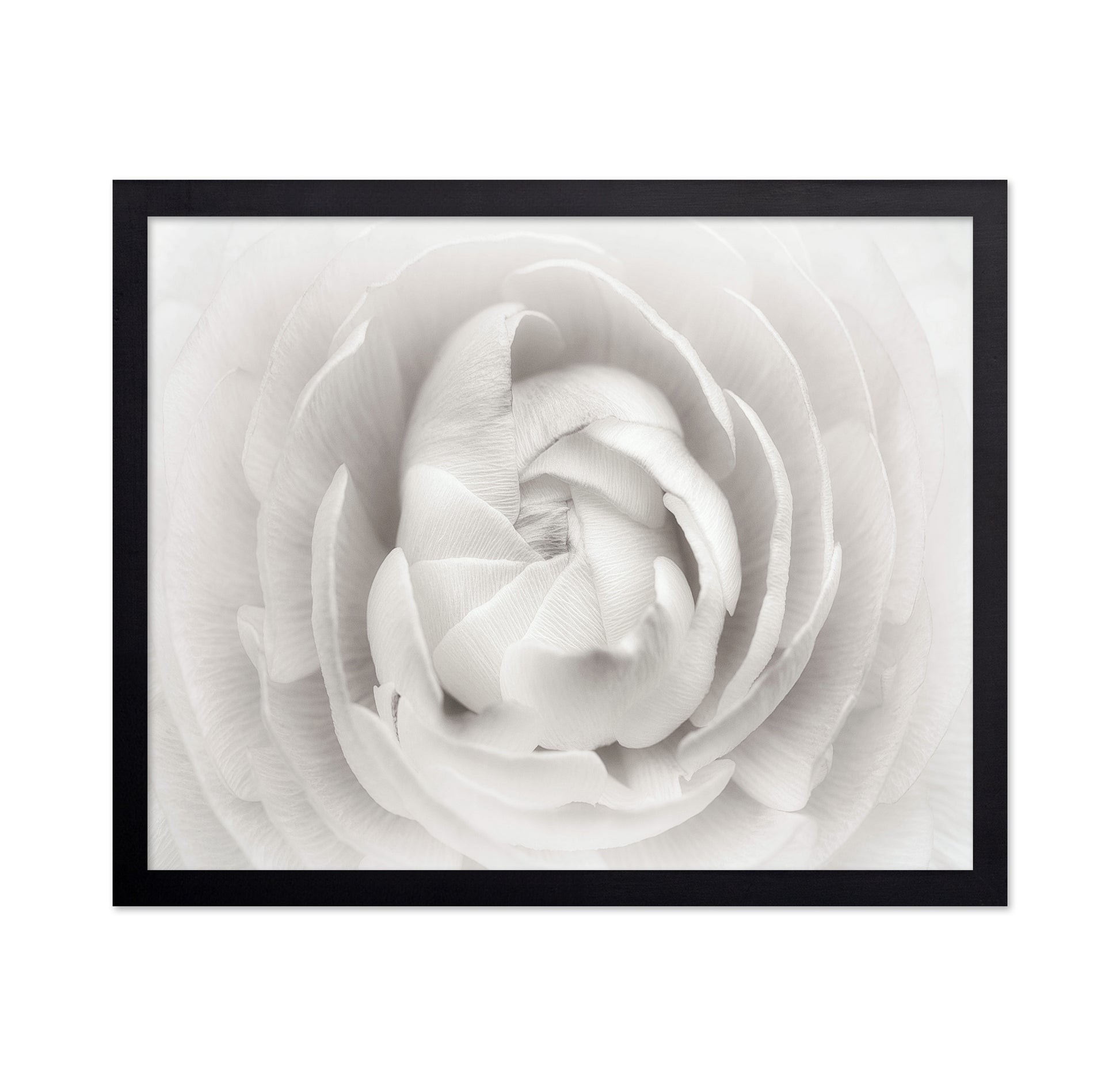 White Rannunculus