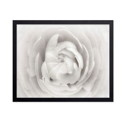 White Rannunculus