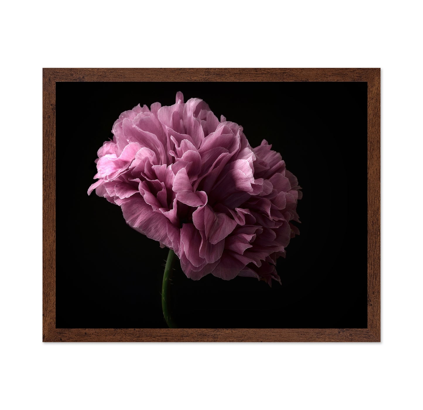 Poppy