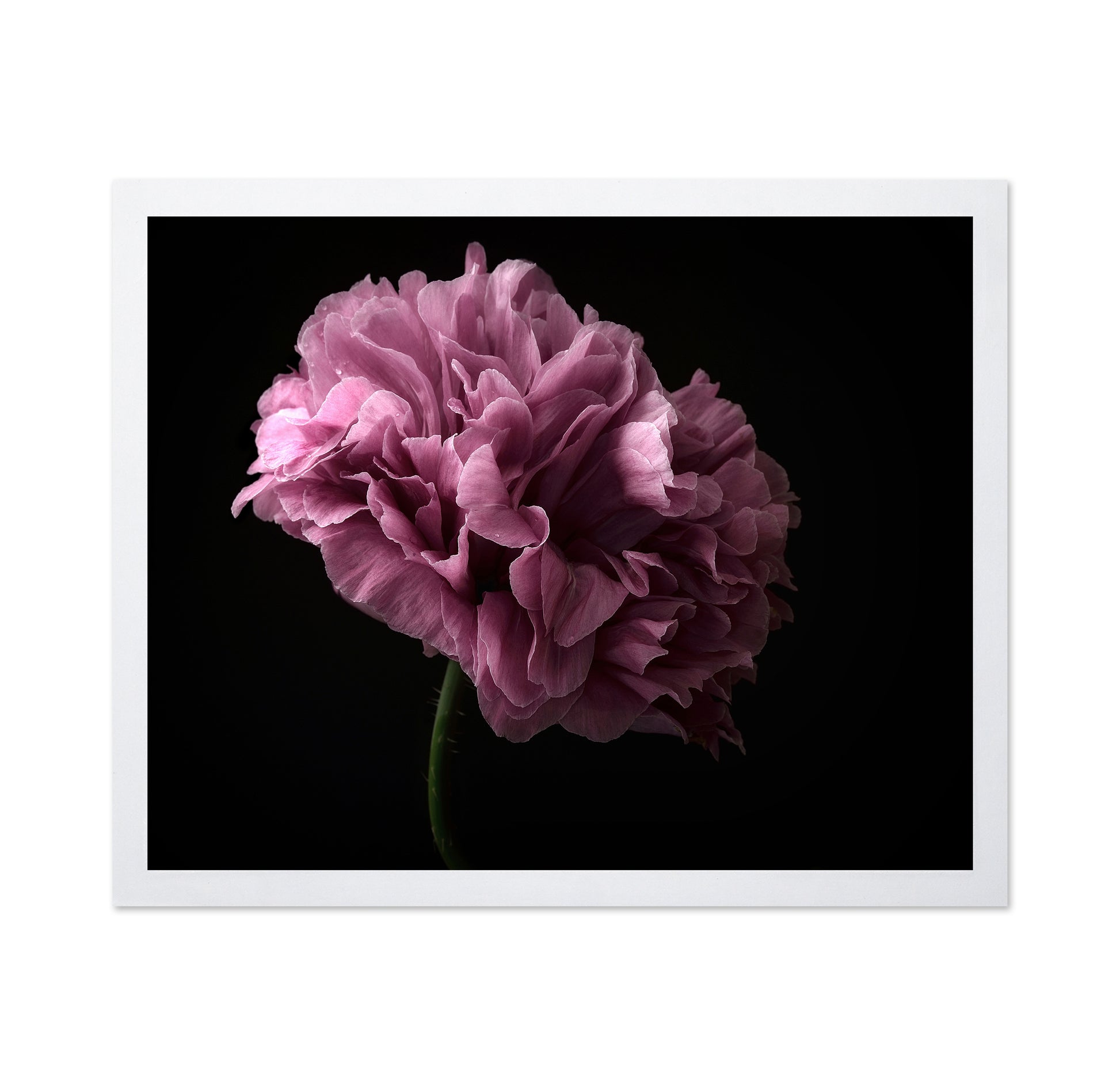 Poppy