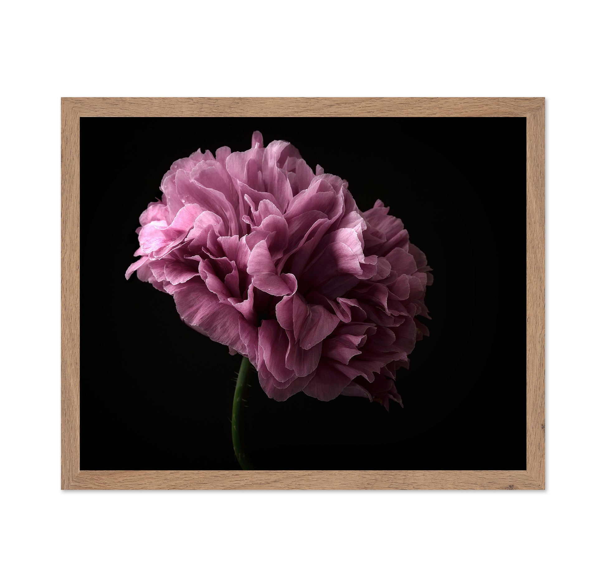 Poppy