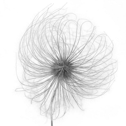 Fluffy Seed Head