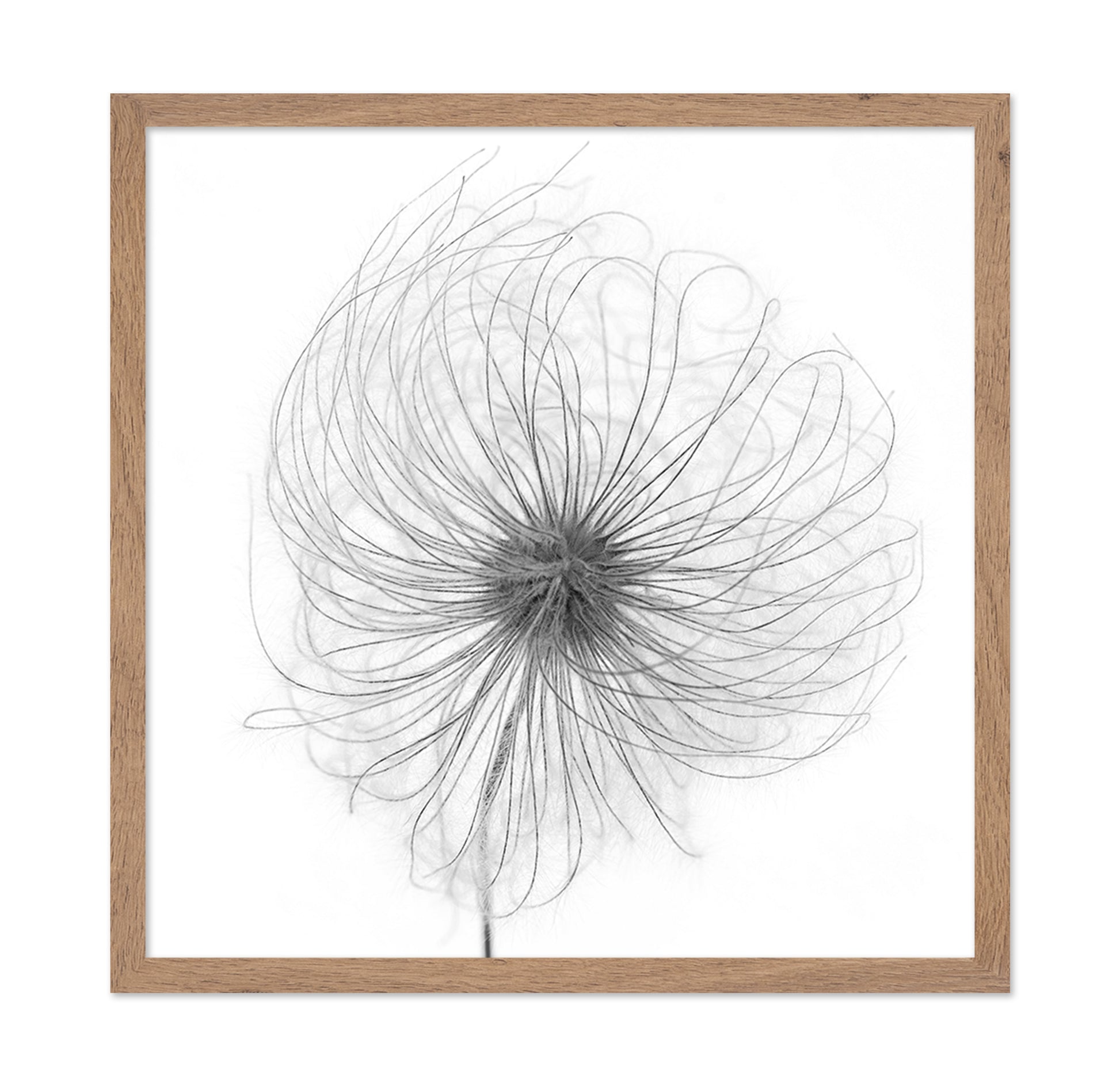 Fluffy Seed Head