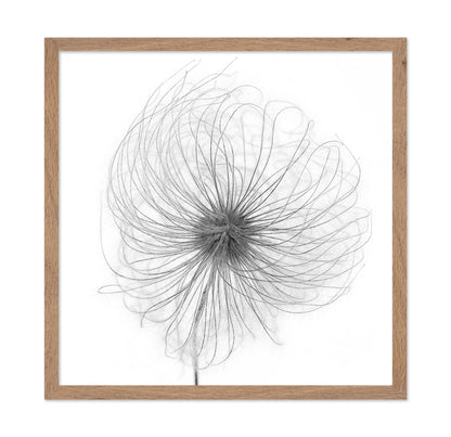 Fluffy Seed Head